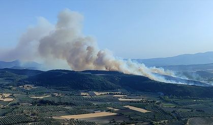 Manisa'da çıkan orman yangını kontrol altına alındı