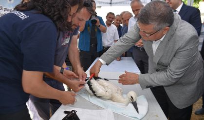 Sinop'ta 82 leylek yavrusu sağlık kontrolünden geçirilerek halkalandı