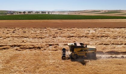 Uşak'ta kuraklığa dayanıklı arpa ve buğday tohumlarının ekili olduğu tarlalarda hasat yapıldı