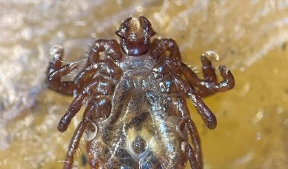 Yeni tespit edilen kene Türkiye'deki 56. tür olarak kayıtlara geçti