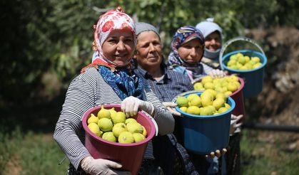 AB tescilli Aydın incirinde bunaltıcı sıcakta hasat mesaisi