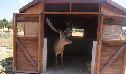 Afyonkarahisar'da sürekli kaza riski oluşturan geyik, hayvanat bahçesinin yeni üyesi oldu
