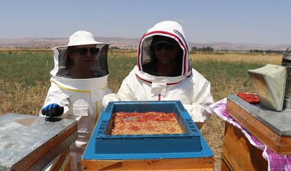 Arıcı kardeşler, gojiberry sayesinde arı sayısı ile verimi artırdı