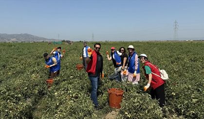 Aydınlı gençlerden domates toplayan işçilere destek