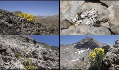 Bitki bilimcileri Tunceli'nin 3 bin rakımlı zirvelerinde yeni türlerin izini sürüyor