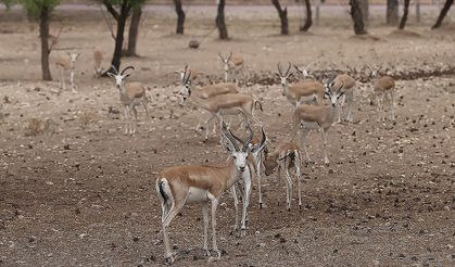 Bozkıra uyum sağlayan Asya ceylanlarının sayısı artıyor