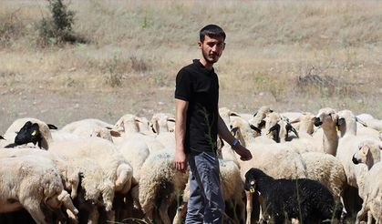 Erzincanlı genç girişimci devlet desteğiyle kurduğu modern çiftlikte tarım ve hayvancılık yapıyor