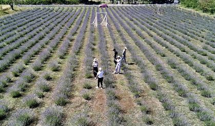 Girişimci kadınların kurduğu lavanta tarlaları Sinop turizmini renklendirdi