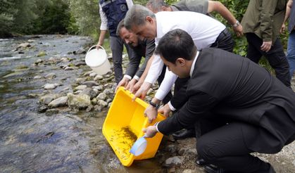 Gümüşhane'deki Çit Deresi'ne 10 bin alabalık yavrusu bırakıldı