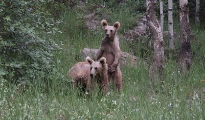 Nemrut Kalderası'ndaki bozayılar görenlerin ilgisini çekiyor