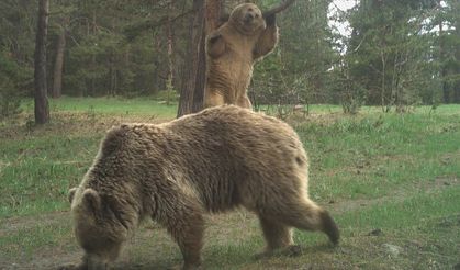 Sarıkamış ormanlarında ayıların koku bıraktığı ağaçlara bilimsel inceleme