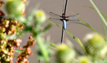 Sarıkamış'ın doğası "tarım dostu" yusufçuklarla renklendi