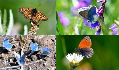 Soğuk iklime sahip Sarıkamış'ta "kelebek mevsimi"