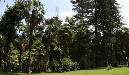 Türkiye'nin ilk arboretumu 66 tür ağaca ev sahipliği yapıyor