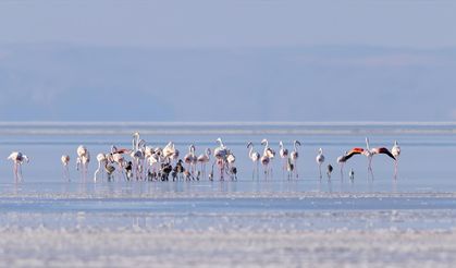 Tuz Gölü'ne açılan sondaj destekli kanal, gölün misafirleri flamingolara can suyu oldu