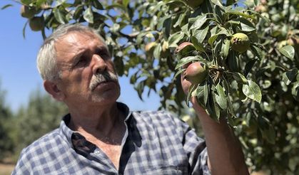Zonguldaklı emekli madenci Deveci armudu üreticisi oldu