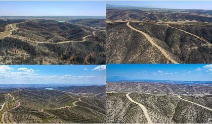 Adana'da 4 yıl önce yanan ormanlık alanlar dikilen fidanlarla yeniden yeşeriyor