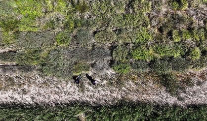 Alternatif yem bitkisi "dallı darı" su tüketimini ve üretim maliyetini düşürüyor