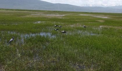 Bitki örtüsünün gelişimi ve serin hava leylekleri Erzurum'da konaklattı