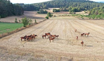 Bolu Dağı'ndaki yılkı atları taylarıyla görüntülendi