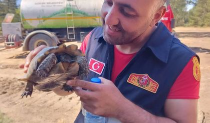 Bolu'da yangından etkilenen kaplumbağayı itfaiye personeli kurtardı