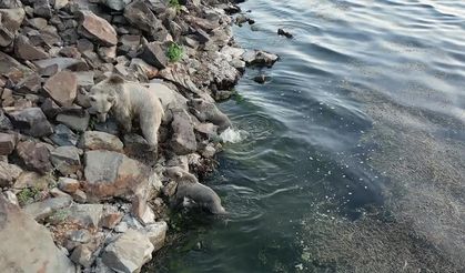Bozayıların Nemrut Krater Gölü'nde serinlediği anlar görüntülendi