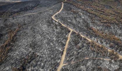 Çanakkale'de 118 orman yangınında 7 bin 39 hektar alan zarar gördü