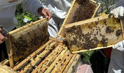 Coğrafi işaretli Ardahan çiçek balının hasadı bereketli başladı