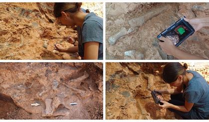 Denizli Tavas'taki kazılarda bulunan fosil türü 27'ye ulaştı