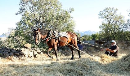 'Düven sürme' geleneği Erciyes'in eteklerinde 3 arkadaş tarafından yaşatılıyor