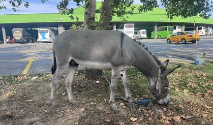Edirne'de taksicilerin sahiplendiği eşek 'Kadife' otogarın maskotu oldu