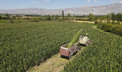 Erzincan'da silajlık mısır üretimi hayvancılığı güçlendirip besiciye kazanç sağlıyor