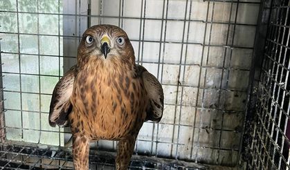 Erzurum'da bitkin halde bulunan şahin bakımının ardından doğaya salındı
