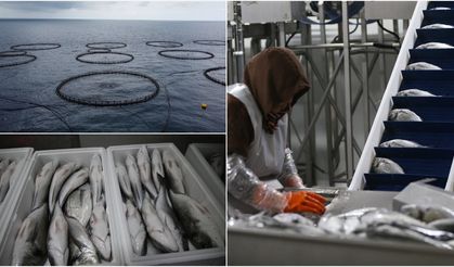 Hatay'da kafeste yetiştirilen balıklar Avrupa ülkelerine ihraç ediliyor