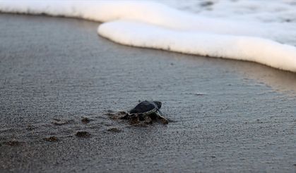Hatay'da koruma çalışmalarıyla deniz kaplumbağalarının yuva sayısı artıyor