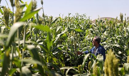Kaba yemde alternatif 'sorgum' bitkisi su tüketiminden tasarruf sağlıyor