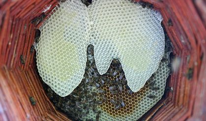 Karakovan bal üreticileri hasada yüksek verimle başladı