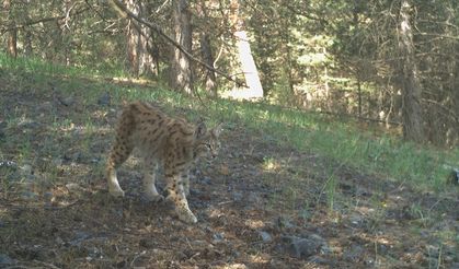 Kars'ta "ormanın hayaleti" 25 vaşak uydu vericisiyle takip edildi