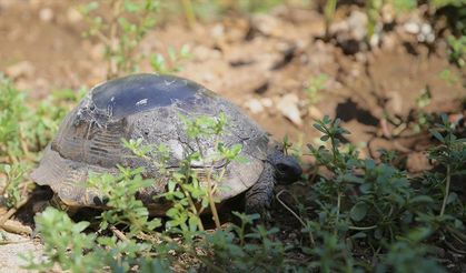 Kırık kabuğu ahşap ustasının dokunuşuyla onarılan kaplumbağa doğaya salındı