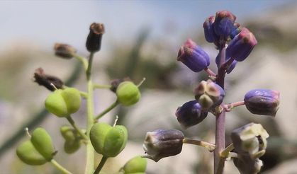 Konya'da keşfedilen yeni bitki türü 'Konya Sümbülü' ismiyle literatüre kazandırıldı