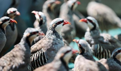 Konya'daki tesiste 7 yılda 100 bin civarında keklik üretildi