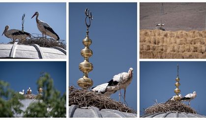 Leylekler cami kubbesindeki 'alem'in altını mesken tuttu