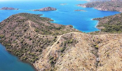 Marmaris'te yanan ormanlık alanlar yeniden yeşeriyor