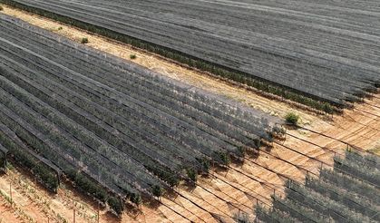 Meyve ağaçlarını "stresten uzak tutmak için" aşırı sıcaktan ve susuzluktan koruyun uyarısı