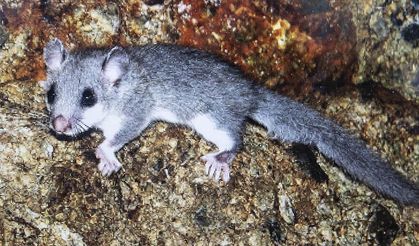 Munzur Dağları'nda yeni yediuyur türü tespit edildi