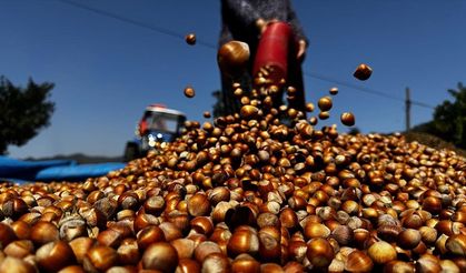 Patozcu baba kız, fındık hasadı döneminde yoğun mesaide