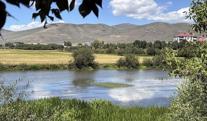 Sıcakların etkili olduğu Ardahan'da su debisi düşen Kura Nehri'ni yosun kapladı