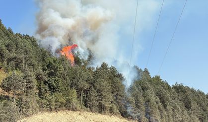 Sinop'ta çıkan orman yangınına müdahale ediliyor