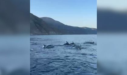 Tekirdağ'da balıkçı teknesine eşlik eden yunuslar görüntülendi
