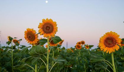 Uşak'ta ayçiçeği ekim alanı 5 yılda 4 kat artarak 40 bin 700 dekara çıktı